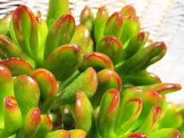 Image result for Crassula hobbit