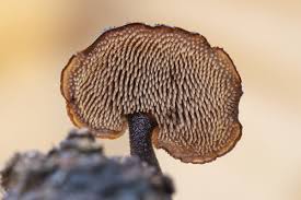 Attēlu rezultāti vaicājumam “Auriscalpium vulgare”