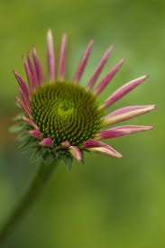 Attēlu rezultāti vaicājumam “Echinacea purpurea bud”