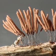 Attēlu rezultāti vaicājumam “Stemonitis sp.”