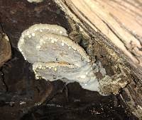 Attēlu rezultāti vaicājumam “Leptoporus mollis”