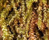 Attēlu rezultāti vaicājumam “Eurhynchiastrum pulchellum”