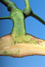 Attēlu rezultāti vaicājumam “Viscum album leaf”