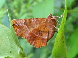 Attēlu rezultāti vaicājumam “Selenia dentaria larva”