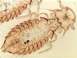 Attēlu rezultāti vaicājumam “Licea chelonoides”