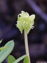Attēlu rezultāti vaicājumam “Adoxa moschatellina”