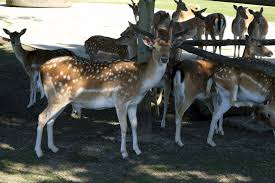 Attēlu rezultāti vaicājumam “Dama dama”