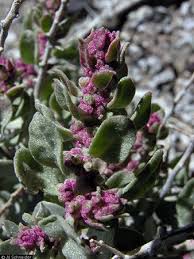 Attēlu rezultāti vaicājumam “Atriplex calotheca”