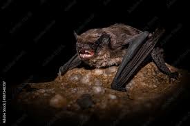 Attēlu rezultāti vaicājumam “Myotis daubentonii”