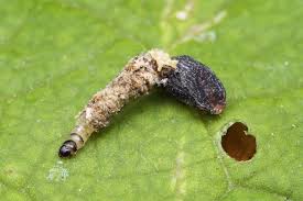 Attēlu rezultāti vaicājumam “Cauchas rufimitrella”