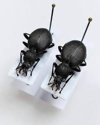 Attēlu rezultāti vaicājumam “Cychrus caraboides”