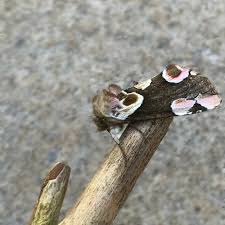 Attēlu rezultāti vaicājumam “Thyatira batis imago”