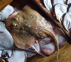 Image result for Leucoraja