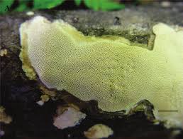 Attēlu rezultāti vaicājumam “Perenniporia subacida”