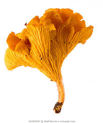 Attēlu rezultāti vaicājumam “Cantharellus cibarius”