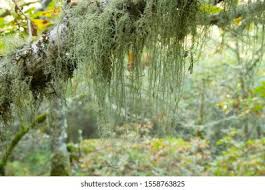 Attēlu rezultāti vaicājumam “Evernia divaricata”