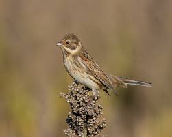 Attēlu rezultāti vaicājumam “Emberiza schoeniclus male”