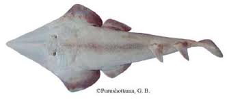 Image result for Acroteriobatus blochii