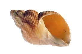 Image result for Buccinum undatum