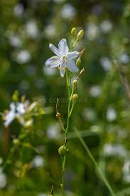 Attēlu rezultāti vaicājumam “Anthericum ramosum”
