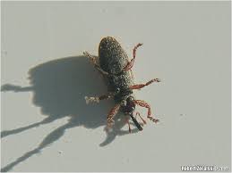 Attēlu rezultāti vaicājumam “Brachonyx pineti”