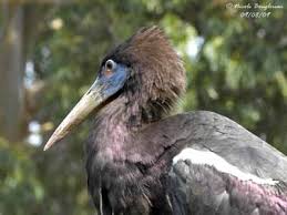 Attēlu rezultāti vaicājumam “Ciconiiformes”