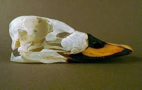 Attēlu rezultāti vaicājumam “Melanitta fusca”