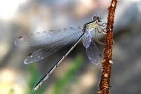 Attēlu rezultāti vaicājumam “Lestidae”