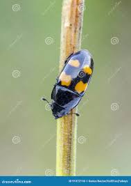 Attēlu rezultāti vaicājumam “Glischrochilus quadripunctatus”