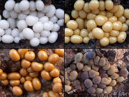 Attēlu rezultāti vaicājumam “Trichia varia young”