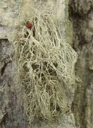 Attēlu rezultāti vaicājumam “Ramalina thrausta”
