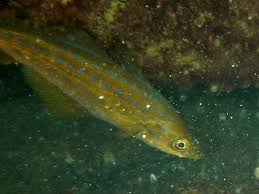 Image result for Pollachius pollachius