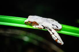 Attēlu rezultāti vaicājumam “Diderma tigrinum macro”