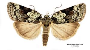 Attēlu rezultāti vaicājumam “Nycteola degenerana”