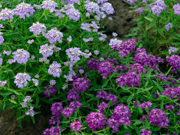 Image result for Iberis umbellata