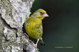 Attēlu rezultāti vaicājumam “Chloris chloris male”