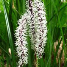 Attēlu rezultāti vaicājumam “Carex cespitosa”