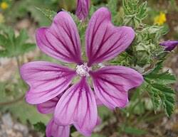 Image result for Malva sylvestris var. mauritiana