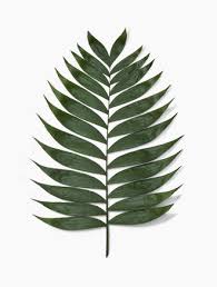 Attēlu rezultāti vaicājumam “Comatricha elegans stalked”