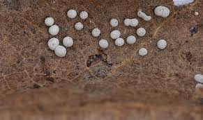 Attēlu rezultāti vaicājumam “Didymium verrucisporum”