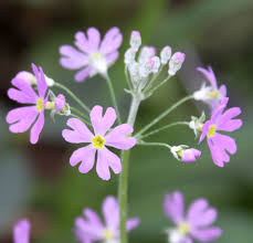 Image result for Primula malacoides