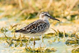 Attēlu rezultāti vaicājumam “Calidris falcinellus adult”