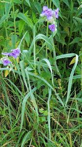 Attēlu rezultāti vaicājumam “Tradescantia virginiana”