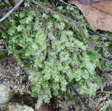 Attēlu rezultāti vaicājumam “Scapania undulata”