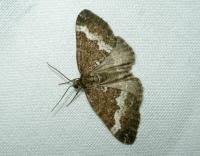 Attēlu rezultāti vaicājumam “Perizoma affinitata”