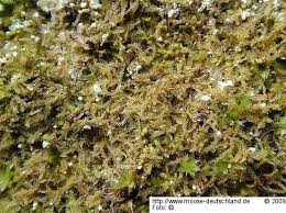 Attēlu rezultāti vaicājumam “Blepharostoma trichophyllum”