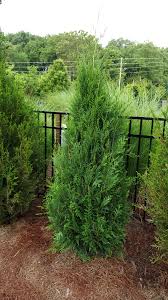 Attēlu rezultāti vaicājumam “Thuja plicata”