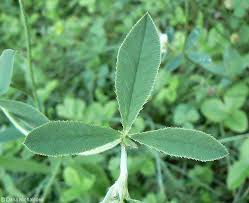 Attēlu rezultāti vaicājumam “Trifolium montanum leaf”
