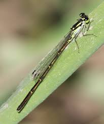 Attēlu rezultāti vaicājumam “Comatricha fragilis”