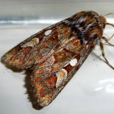 Attēlu rezultāti vaicājumam “Panolis flammea”